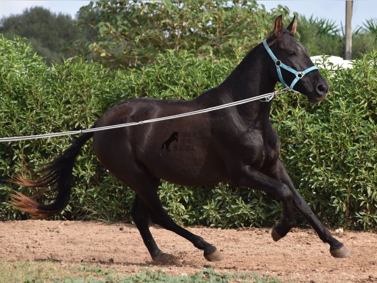 Andaluces Caballo castrado 3 años 153 cm Negro in Mallorca