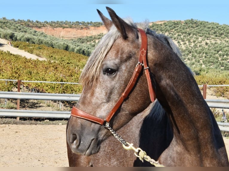 Andaluces Caballo castrado 3 años 153 cm Tordo in Miralvalles