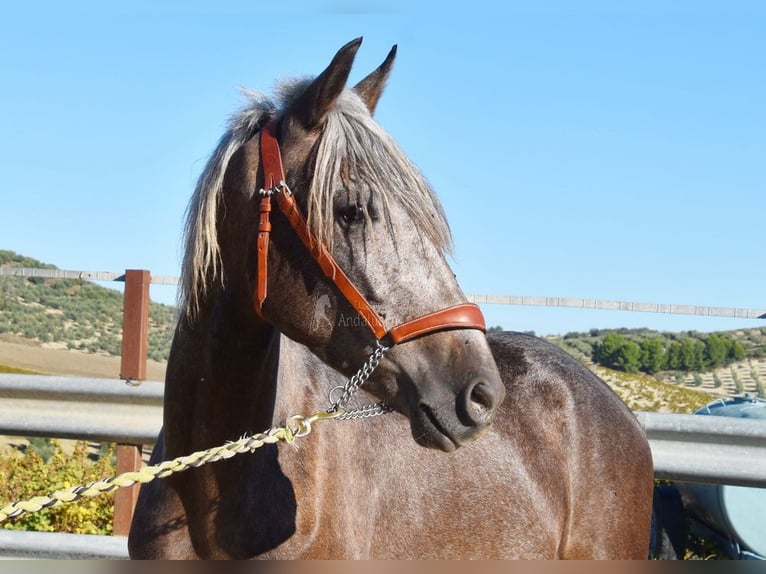 Andaluces Caballo castrado 3 años 153 cm Tordo in Miralvalles