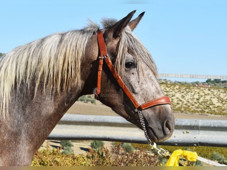 Andaluces Caballo castrado 3 años 153 cm Tordo in Miralvalles