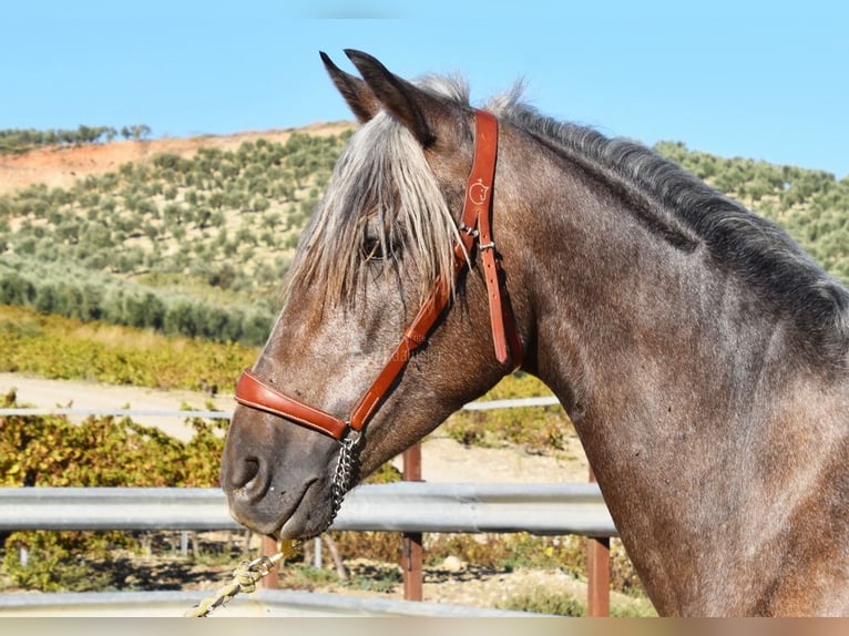 Andaluces Caballo castrado 3 años 153 cm Tordo in Miralvalles