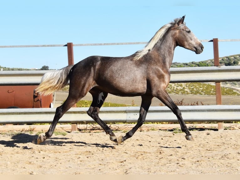 Andaluces Caballo castrado 3 años 153 cm Tordo in Miralvalles