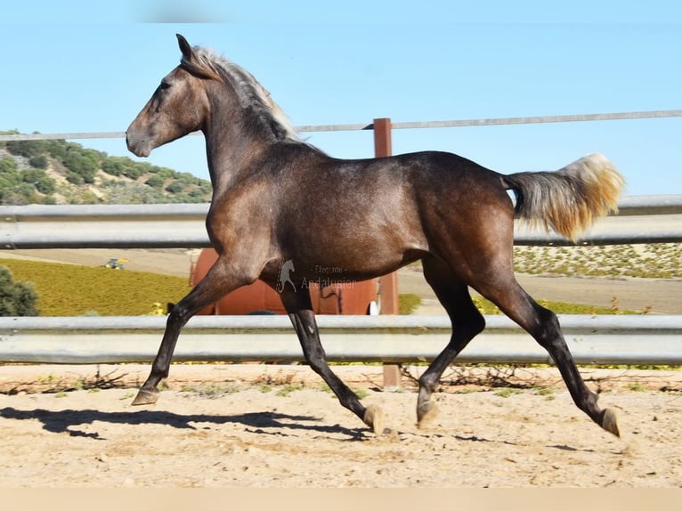 Andaluces Caballo castrado 3 años 153 cm Tordo in Miralvalles