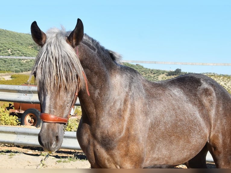 Andaluces Caballo castrado 3 años 153 cm Tordo in Miralvalles