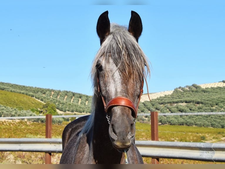 Andaluces Caballo castrado 3 años 153 cm Tordo in Miralvalles