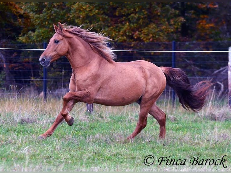 Andaluces Caballo castrado 3 años 154 cm Alazán in Wiebelsheim
