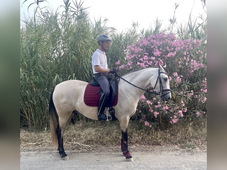 Andaluces Caballo castrado 3 años 155 cm in Mijas