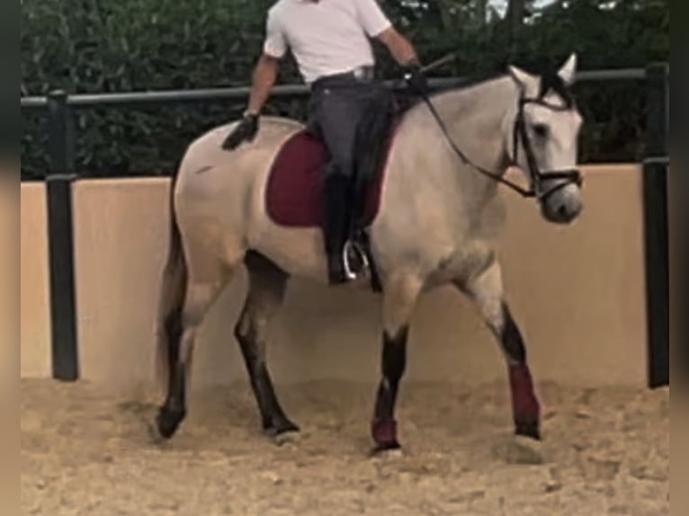 Andaluces Caballo castrado 3 años 155 cm in Mijas