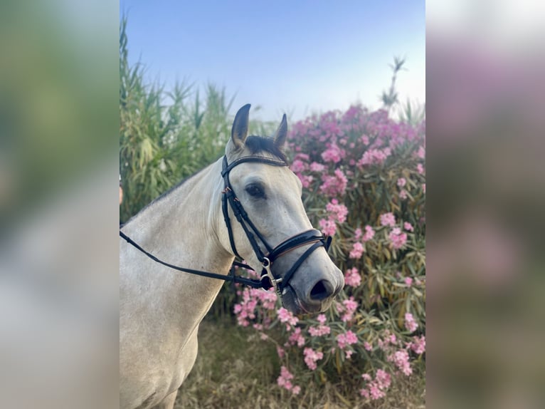 Andaluces Caballo castrado 3 años 155 cm in Mijas