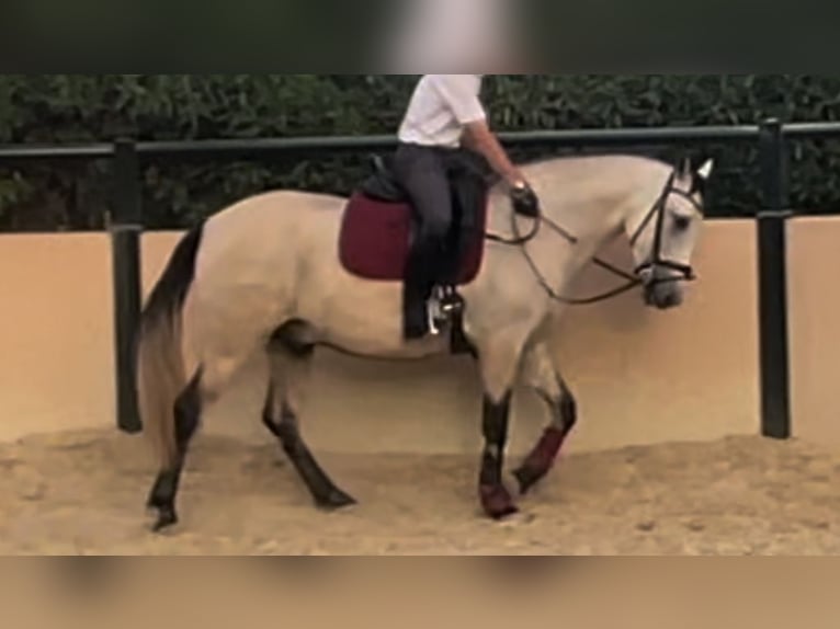 Andaluces Caballo castrado 3 años 155 cm in Mijas