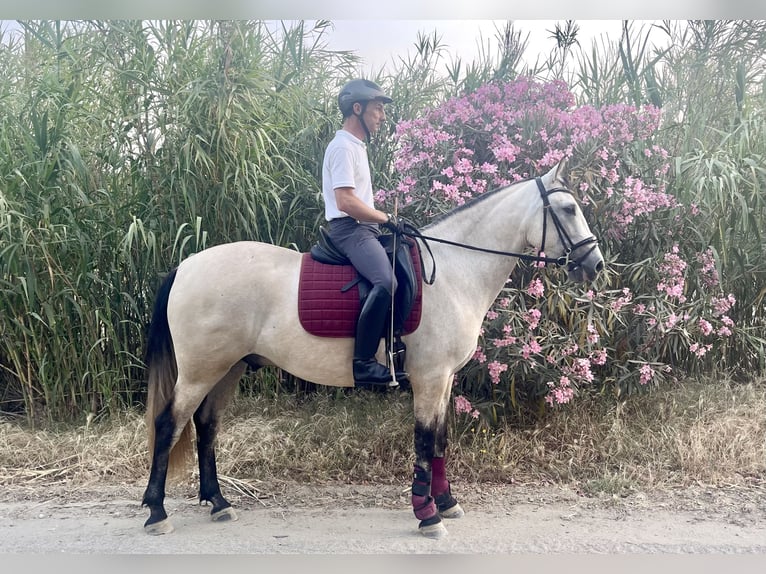 Andaluces Caballo castrado 3 años 155 cm in Mijas