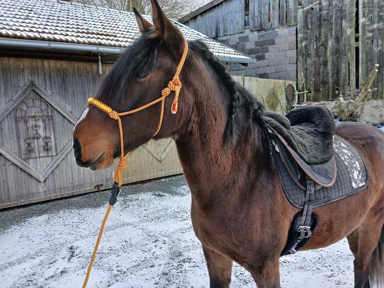 Andaluces Mestizo Caballo castrado 3 años 155 cm Castaño in Wiesenfelden