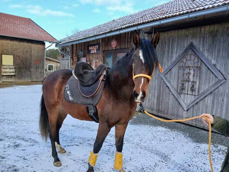 Andaluces Mestizo Caballo castrado 3 años 155 cm Castaño in Wiesenfelden