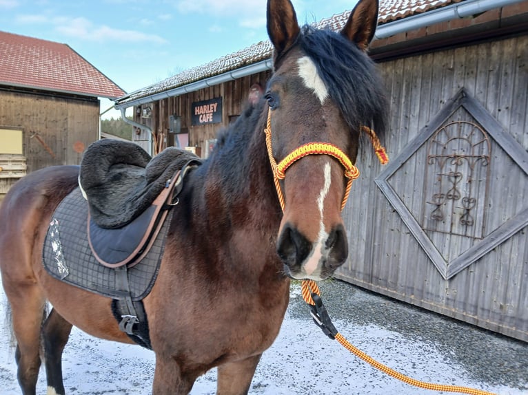 Andaluces Mestizo Caballo castrado 3 años 155 cm Castaño in Wiesenfelden