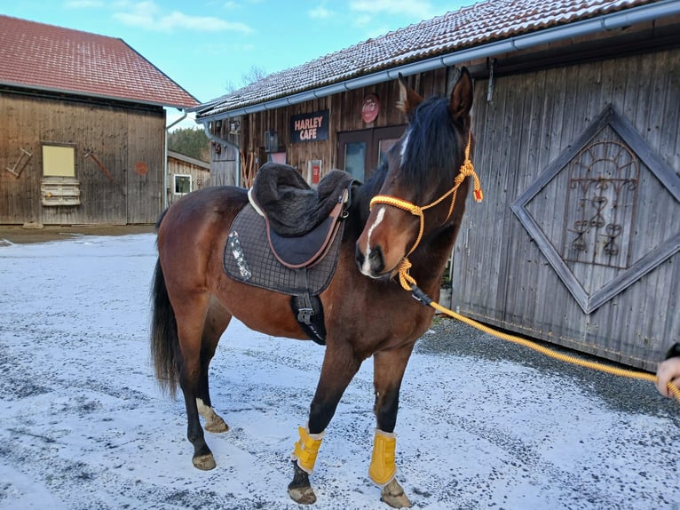 Andaluces Mestizo Caballo castrado 3 años 155 cm Castaño in Wiesenfelden