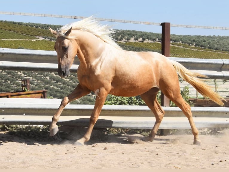 Andaluces Caballo castrado 3 años 155 cm Palomino in Provinz Cordoba