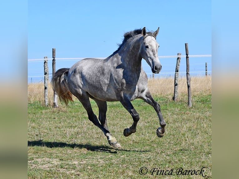 Andaluces Caballo castrado 3 años 155 cm Tordo in Wiebelsheim