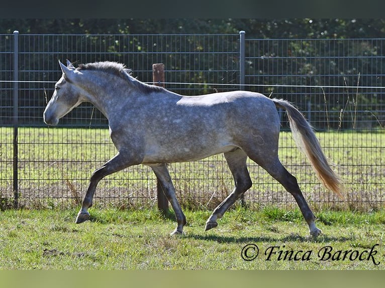 Andaluces Caballo castrado 3 años 155 cm Tordo in Wiebelsheim