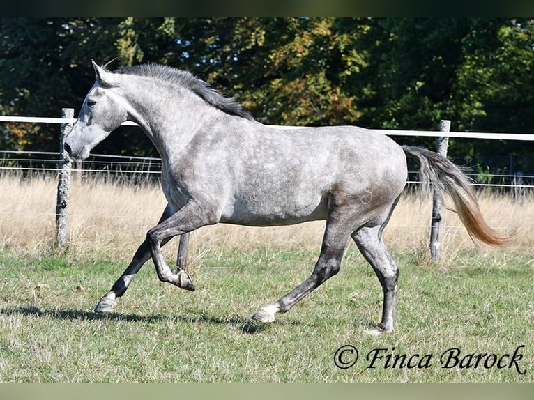 Andaluces Caballo castrado 3 años 155 cm Tordo in Wiebelsheim