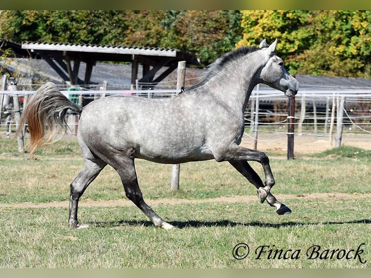 Andaluces Caballo castrado 3 años 155 cm Tordo in Wiebelsheim
