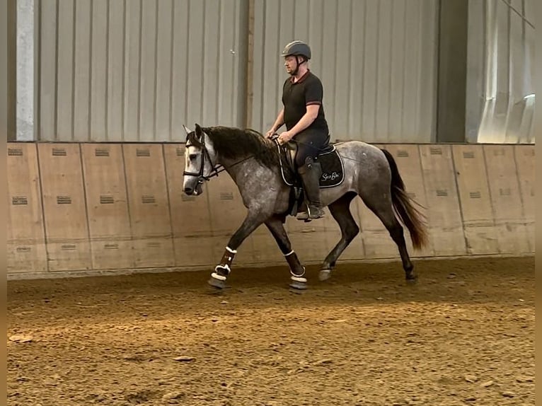 Andaluces Caballo castrado 3 años 155 cm Tordo in Neustadt (Wied)