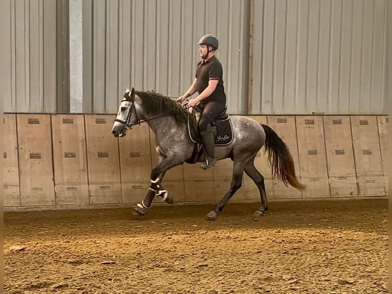 Andaluces Caballo castrado 3 años 155 cm Tordo in Neustadt (Wied)