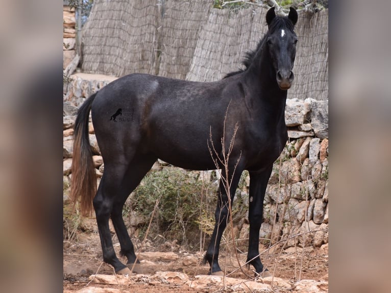 Andaluces Caballo castrado 3 años 155 cm Tordo in Mallorca