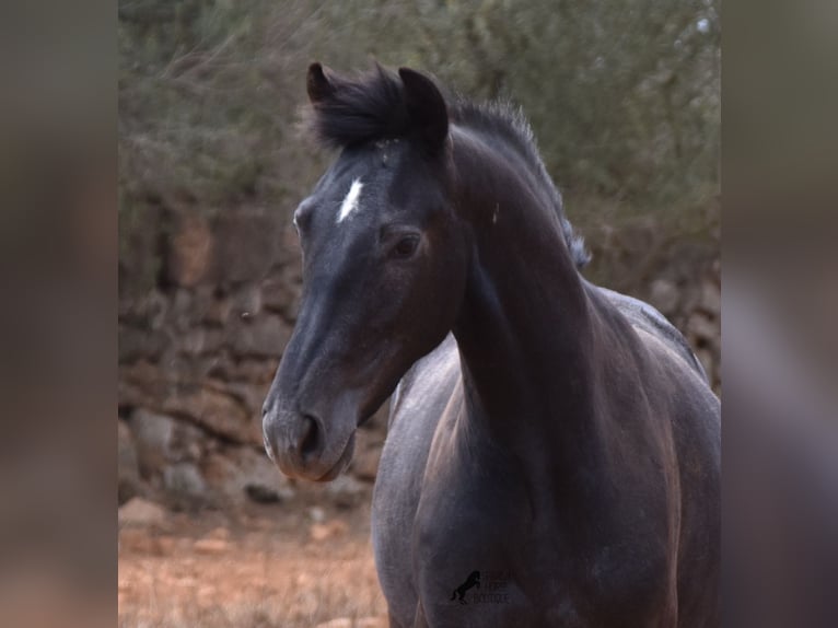 Andaluces Caballo castrado 3 años 155 cm Tordo in Mallorca