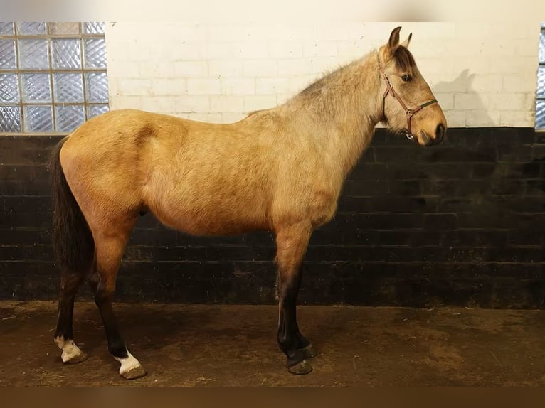 Andaluces Caballo castrado 3 años 156 cm Buckskin/Bayo in Höhnstedt