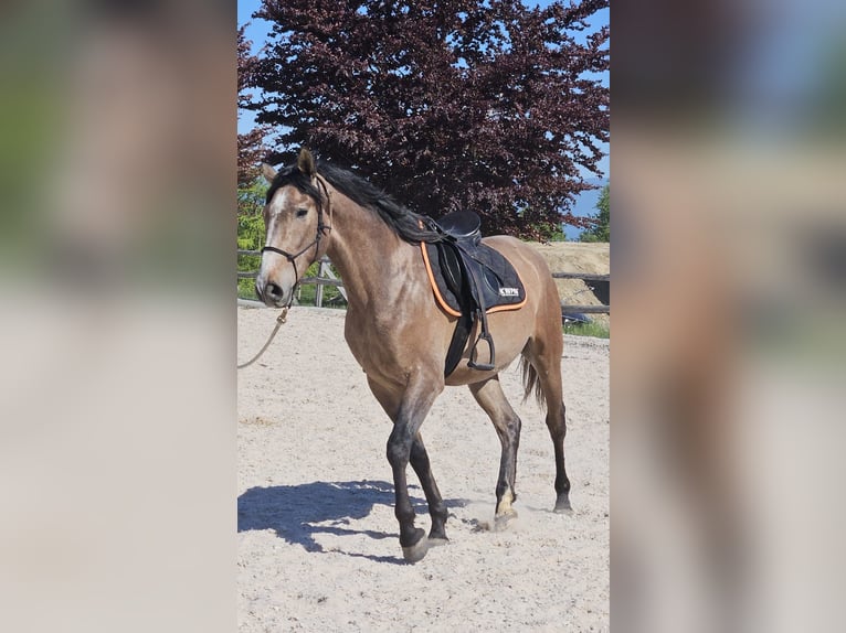 Andaluces Mestizo Caballo castrado 3 años 156 cm Musgo marrón in Detligen