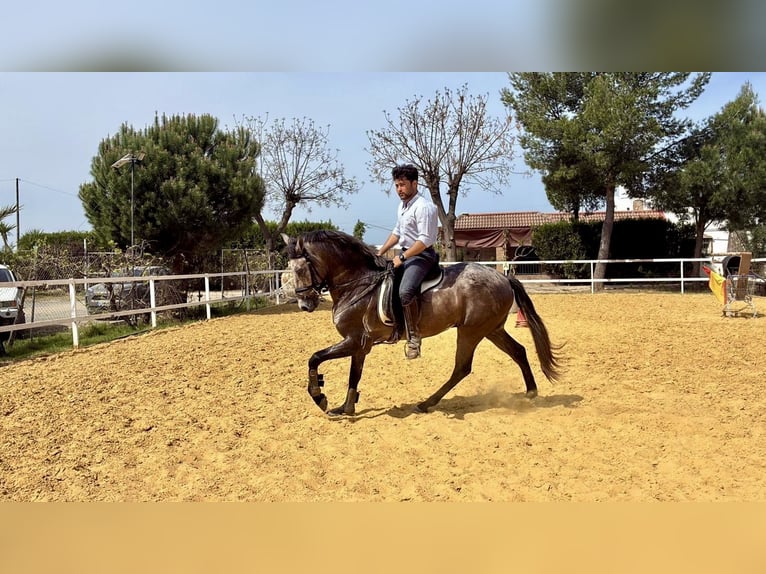 Andaluces Mestizo Caballo castrado 3 años 156 cm Tordo in Galaroza (Huelva)