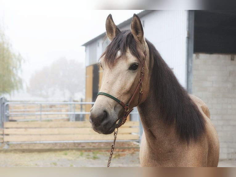 Andaluces Caballo castrado 3 años 157 cm Buckskin/Bayo in B&#xF6;tersen