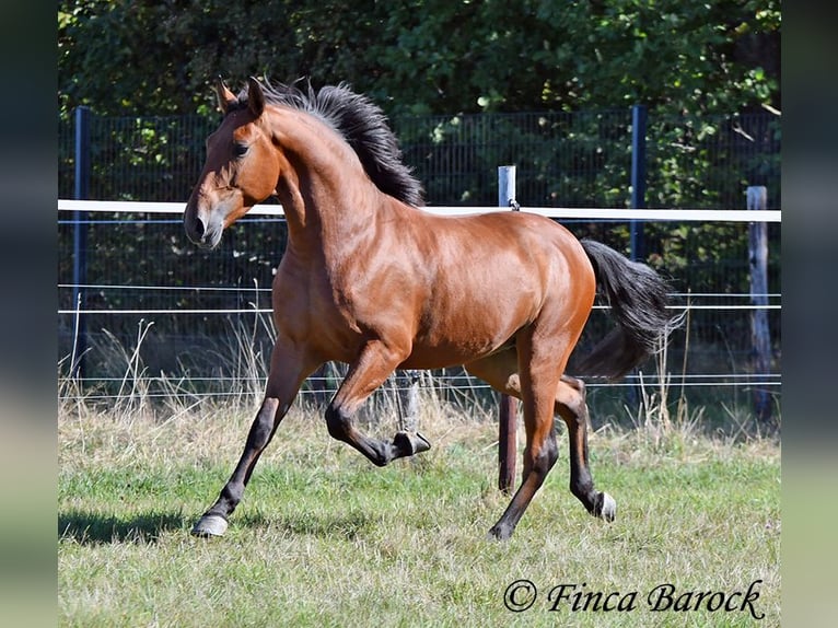 Andaluces Caballo castrado 3 años 157 cm Castaño in Wiebelseheim