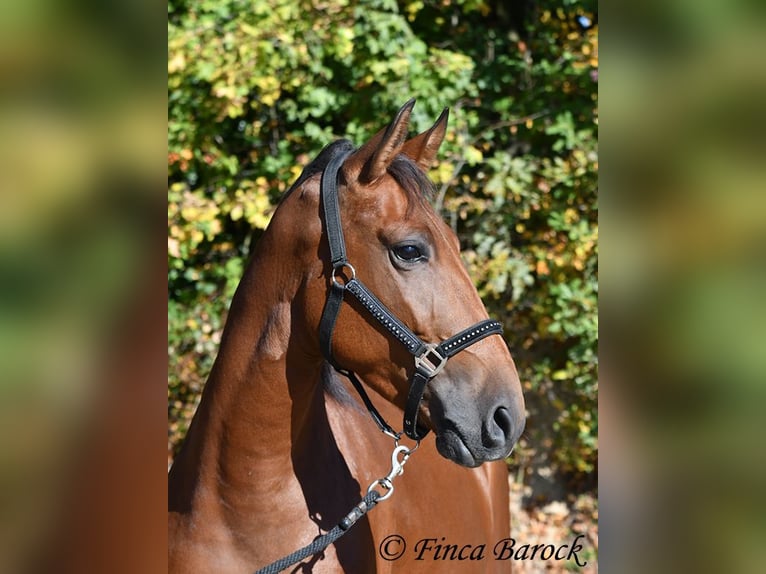 Andaluces Caballo castrado 3 años 157 cm Castaño in Wiebelseheim