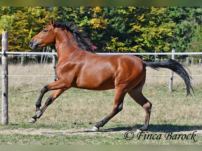 Andaluces Caballo castrado 3 años 157 cm Castaño in Wiebelseheim