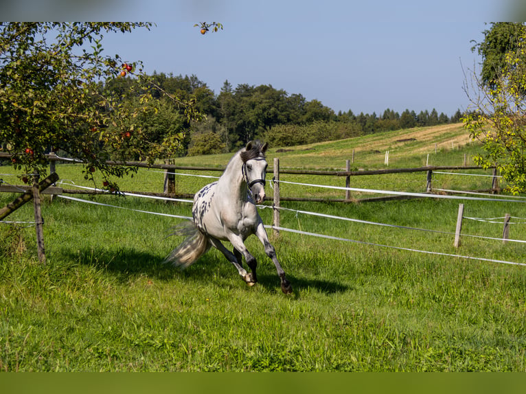 Andaluces Caballo castrado 3 años 157 cm Pío in Aeugst am Albis