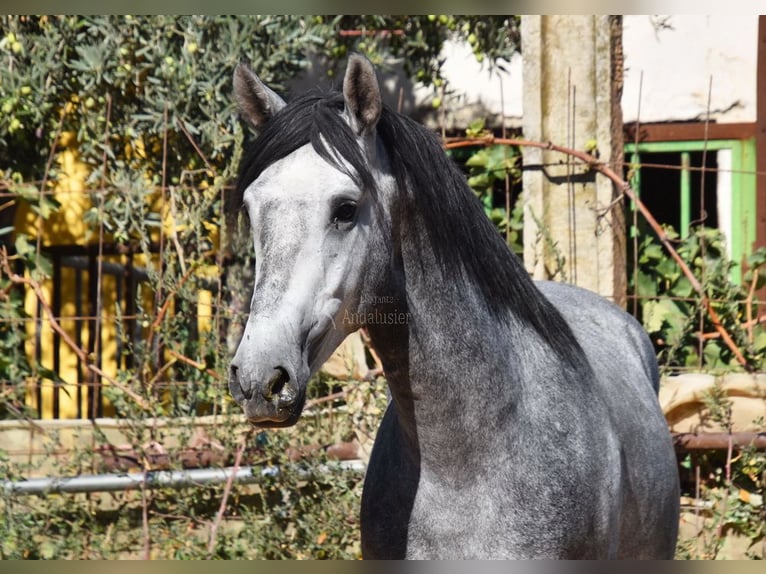 Andaluces Caballo castrado 3 años 157 cm Tordo in Provinz Granada