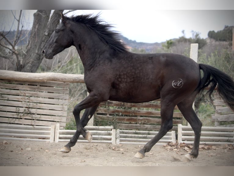 Andaluces Caballo castrado 3 años 158 cm Negro in Valencia