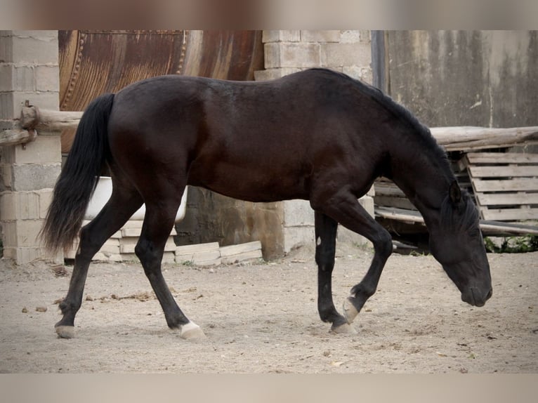 Andaluces Caballo castrado 3 años 158 cm Negro in Valencia