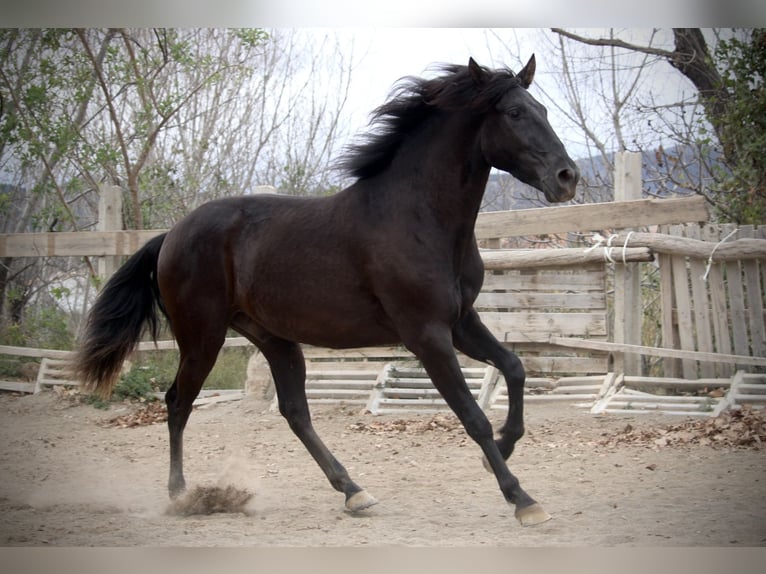 Andaluces Caballo castrado 3 años 158 cm Negro in Valencia