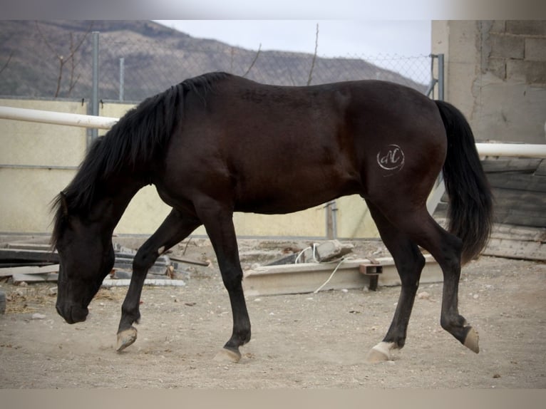 Andaluces Caballo castrado 3 años 158 cm Negro in Valencia