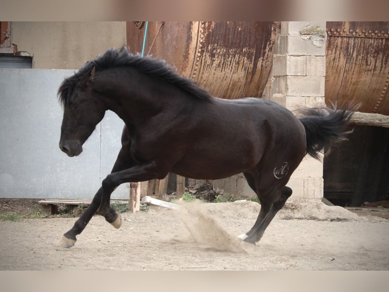 Andaluces Caballo castrado 3 años 158 cm Negro in Valencia