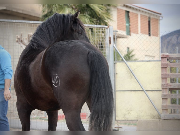 Andaluces Caballo castrado 3 años 158 cm Negro in Valencia