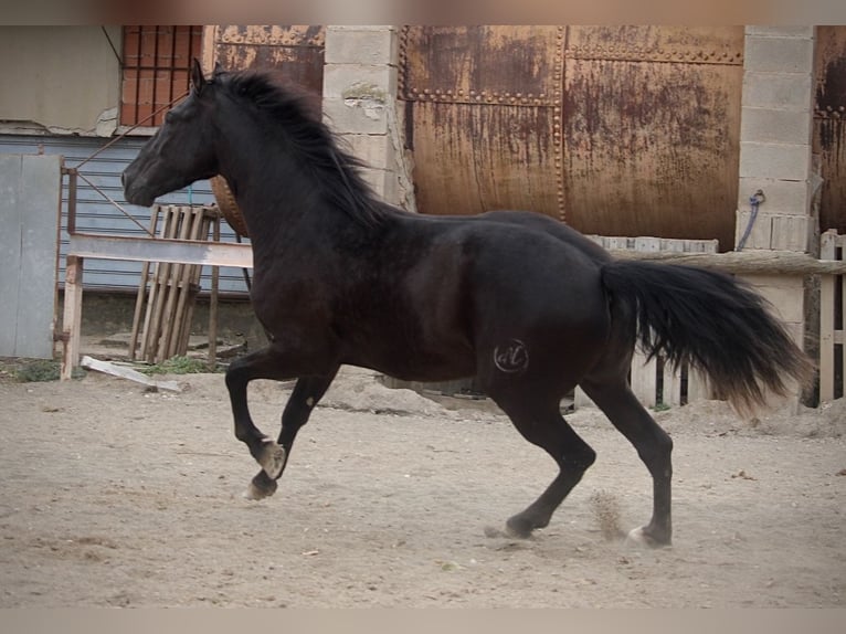 Andaluces Caballo castrado 3 años 158 cm Negro in Valencia