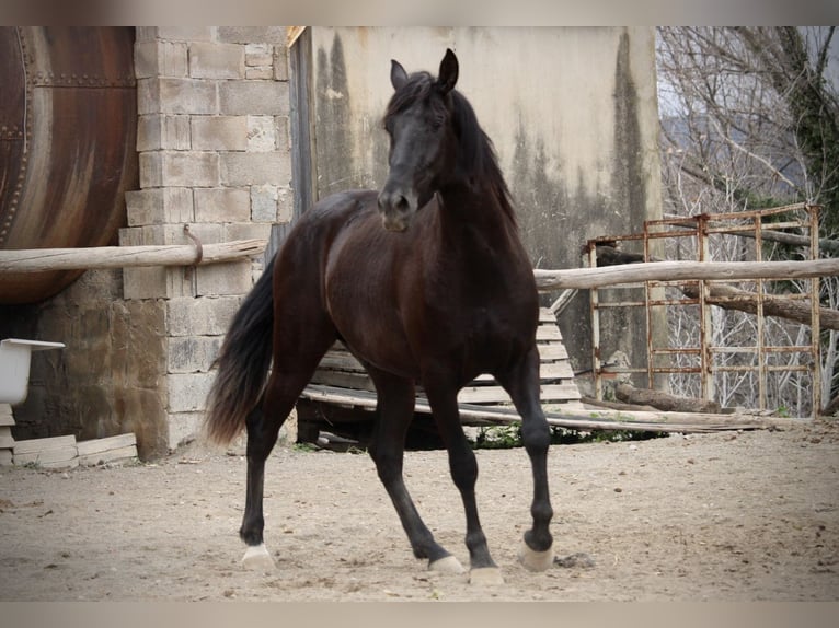 Andaluces Caballo castrado 3 años 158 cm Negro in Valencia