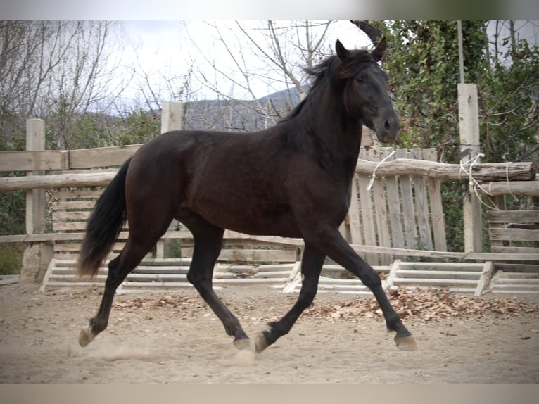 Andaluces Caballo castrado 3 años 158 cm Negro in Valencia