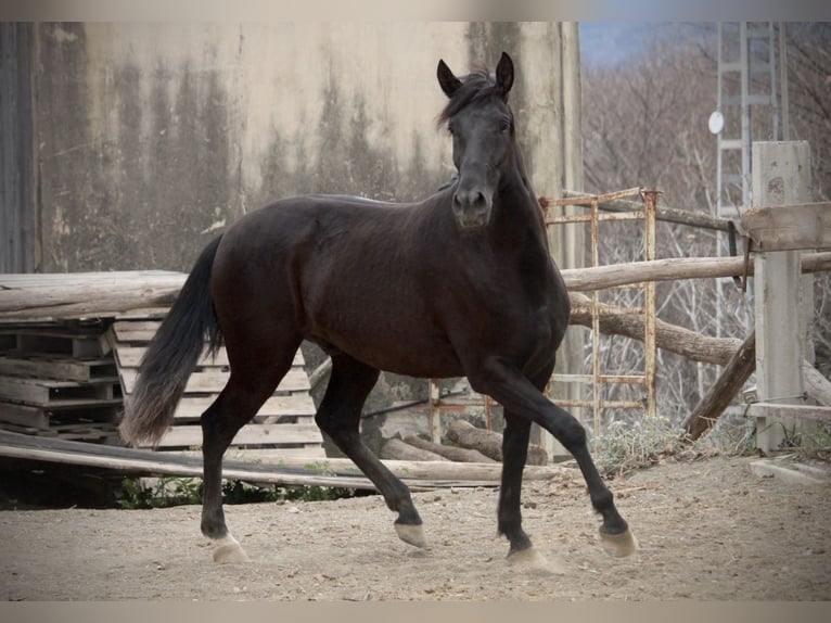 Andaluces Caballo castrado 3 años 158 cm Negro in Valencia