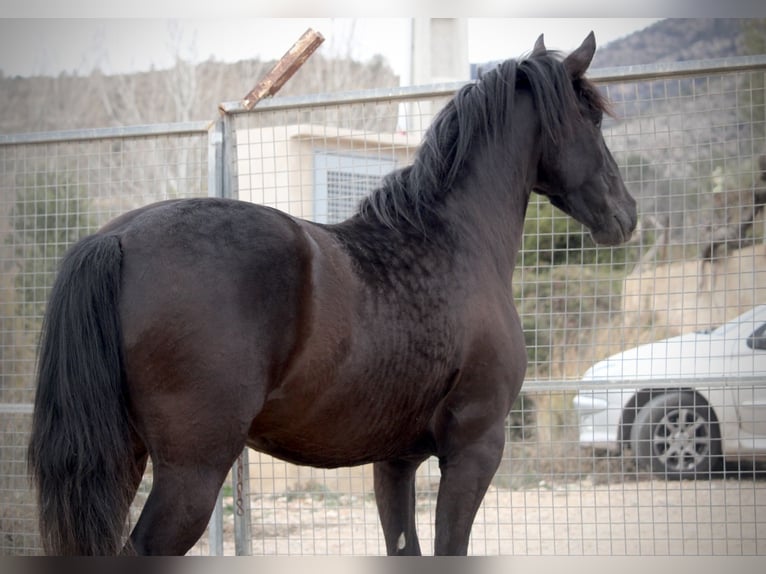 Andaluces Caballo castrado 3 años 158 cm Negro in Valencia