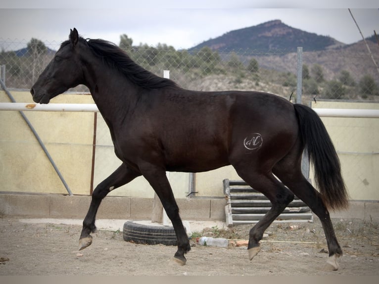 Andaluces Caballo castrado 3 años 158 cm Negro in Valencia