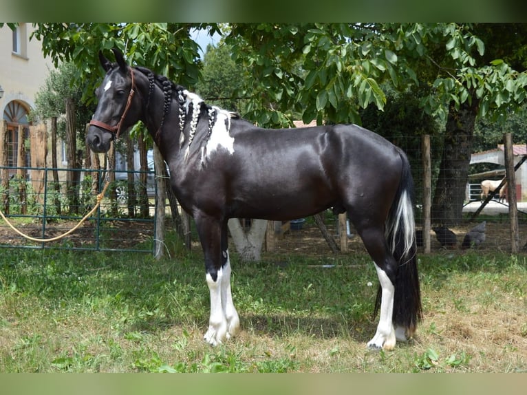 Andaluces Caballo castrado 3 años 158 cm Tobiano-todas las-capas in Labatut
